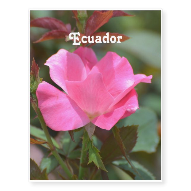 Ecuadorian Rose Temporary Tattoos (Front)