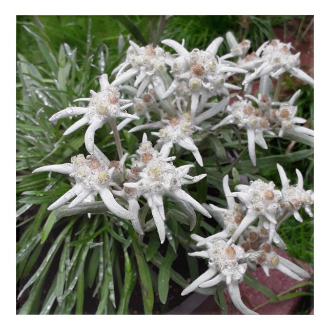Edelweiss Acrylic Print (Front)