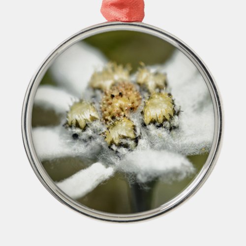 Edelweiss Alpine flower Metal Ornament