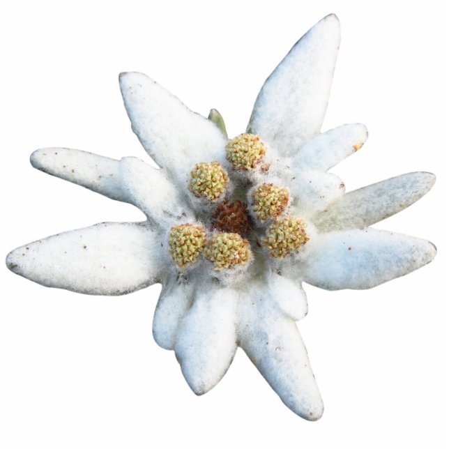 Edelweiss Alpine Flower Statuette (Front)