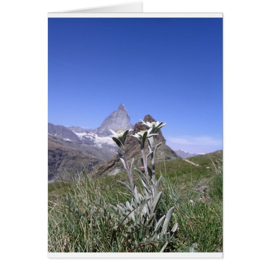 Edelweiss and Matterhorn Cards (Front)