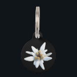Edelweiss Bloom Pet Name Tag<br><div class="desc">Leontopodium edelweiss flower</div>