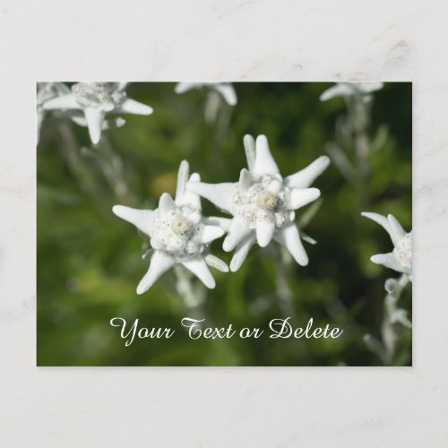 Edelweiss Bloom Postcard