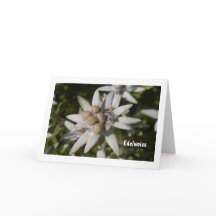 Edelweiss Flower Folded Blank Greeting Card