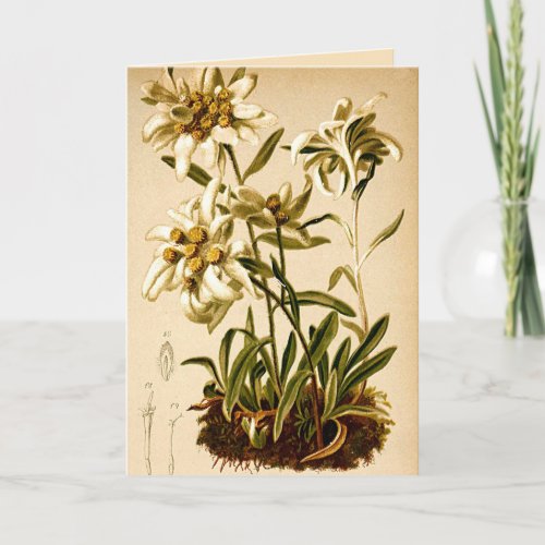 Edelweiss Flowers Vintage Botanical Illustration Card