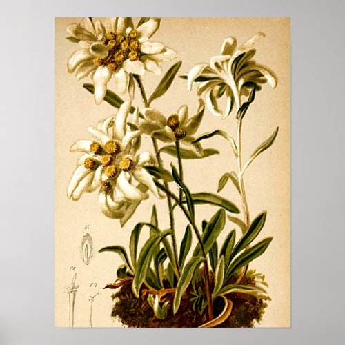 Edelweiss Flowers Vintage Botanical Illustration Poster