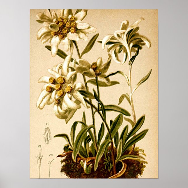 Edelweiss Flowers Vintage Botanical Illustration Poster (Front)