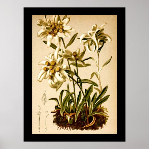 Edelweiss Flowers Vintage Botanical Illustration Poster