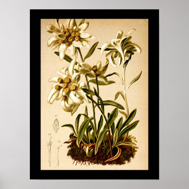 Edelweiss Flowers Vintage Botanical Illustration Poster (Front)
