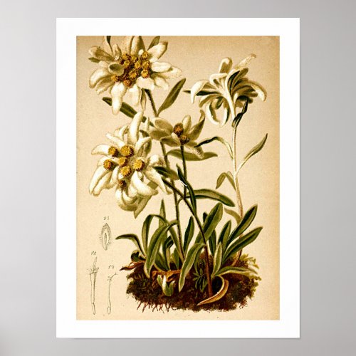 Edelweiss Flowers Vintage Botanical Illustration  Poster