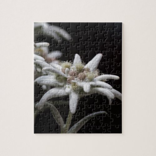 edelweiss in the mountain jigsaw puzzle