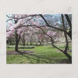 Eden Park Cincinnati, Ohio in Spring Postcard