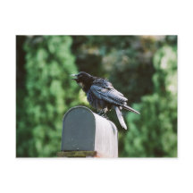 Edgar Allan Crow, postcard