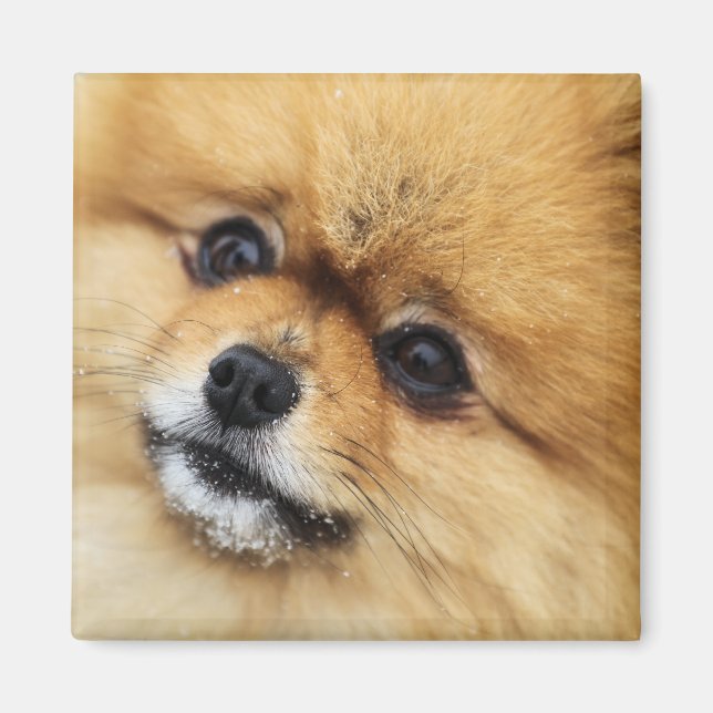 Edgrrrr #1 magnet (Front)