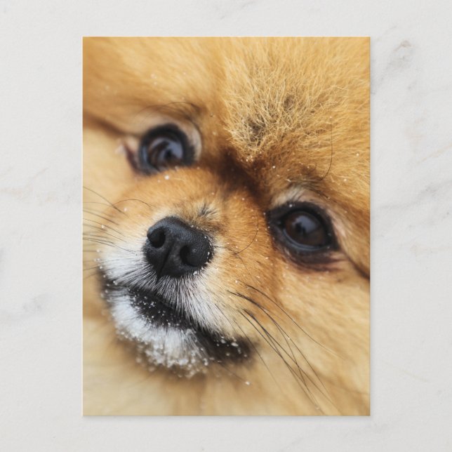 Edgrrrr #1 postcard (Front)