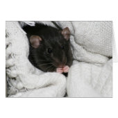 Edgworth The Rat (Front Horizontal)
