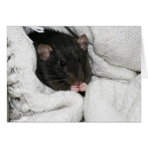 Edgworth The Rat Cards