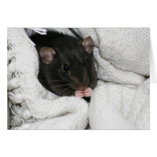 Edgworth The Rat Cards