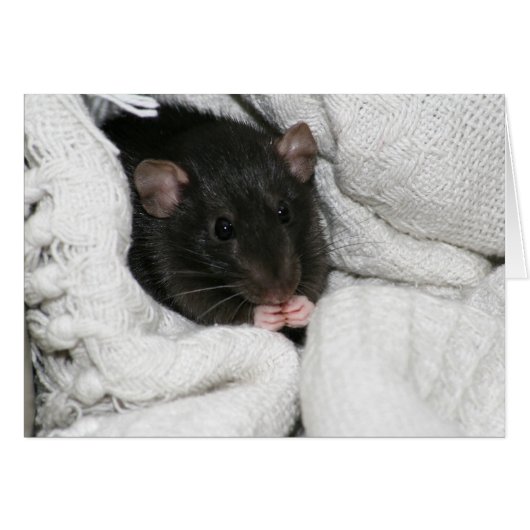 Edgworth The Rat Cards (Front Horizontal)