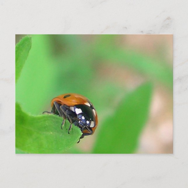 Edgy - Ladybug on leaf edge Postcard (Front)