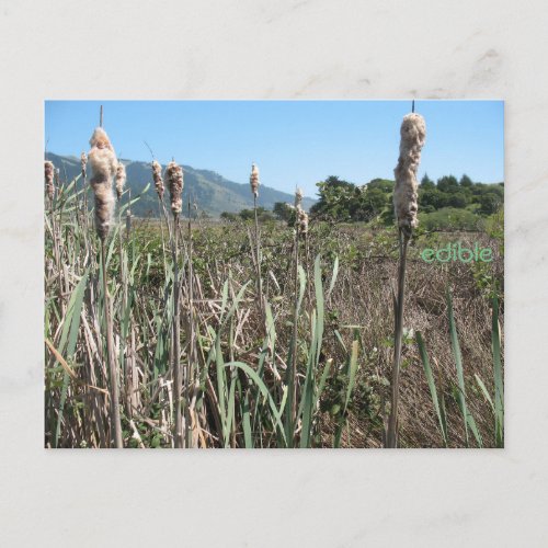 edible cattail postcard