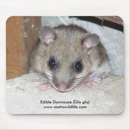 Edible Dormouse Mousepad