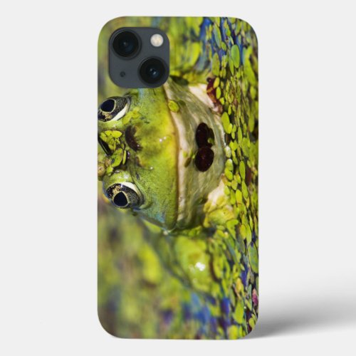 Edible Frog in the Danube Delta iPhone 13 Case