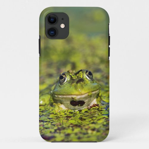 Edible Frog in the Danube Delta iPhone 11 Case