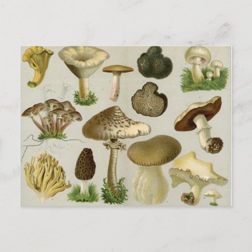 Edible Fungi _ Mushrooms and Toadstools Postcard