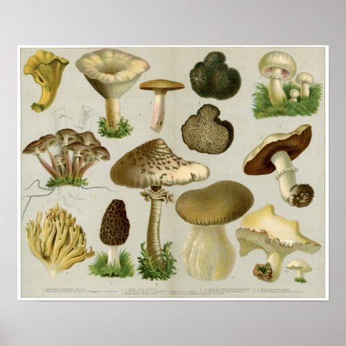Edible Fungi _ Mushrooms and Toadstools Poster