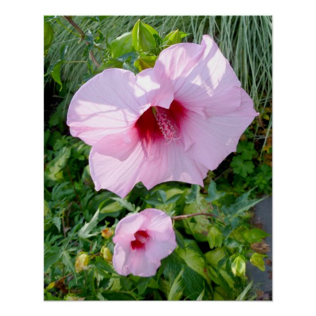 Edible Giant Hibiscus Flower Perfect Poster (Front)