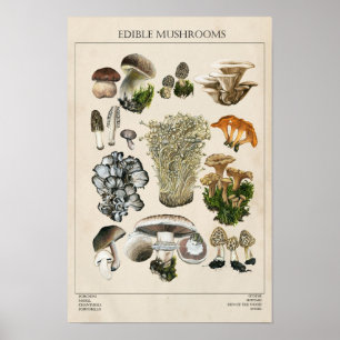 Edible Mushrooms Chart Poster
