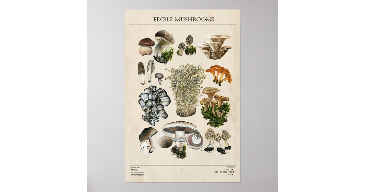 Edible Mushrooms Chart Poster | Zazzle