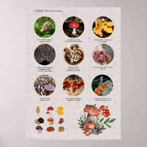 Edible Mushrooms Photos and Illustrations Chart