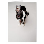 Edison Boston Terrier puppy. (Front)