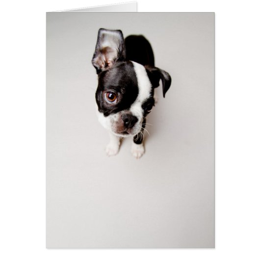 Edison Boston Terrier puppy. Cards (Front)
