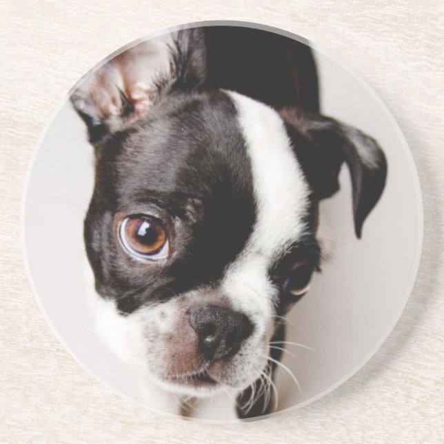 Edison Boston Terrier puppy. Drink Coaster (Front)