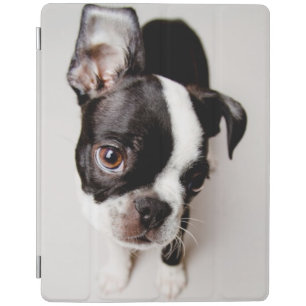 Edison Boston Terrier puppy. iPad Smart Cover
