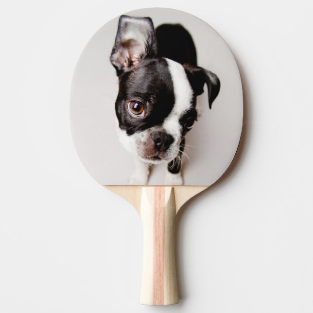 Edison Boston Terrier puppy. Ping Pong Paddle (Front)