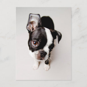 Edison Boston Terrier puppy. Postcard