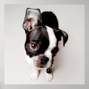 Edison Boston Terrier puppy. Poster