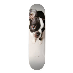 Edison Boston Terrier puppy. Skateboard Deck