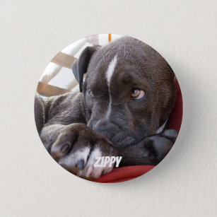Editable Baby Pitbull Puppies Button