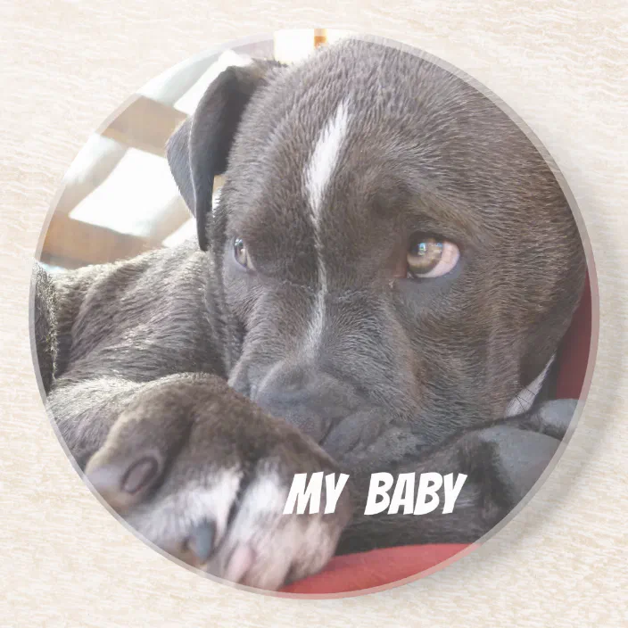 Editable Baby Pitbull Puppies Sandstone Coaster Zazzle Com