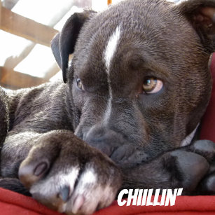pitbull dog pitbull dog bike sticker