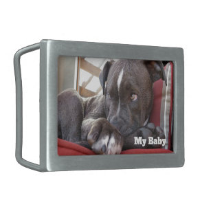 baby dog belt