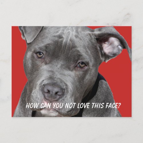 Editable Black Pitbull Postcard