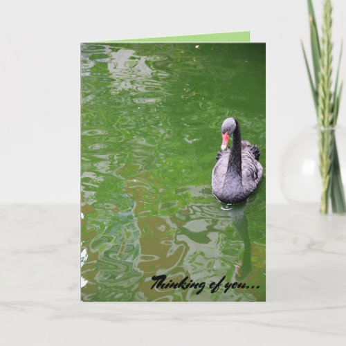 Editable Black Swan Swimiing Thinking of You Card