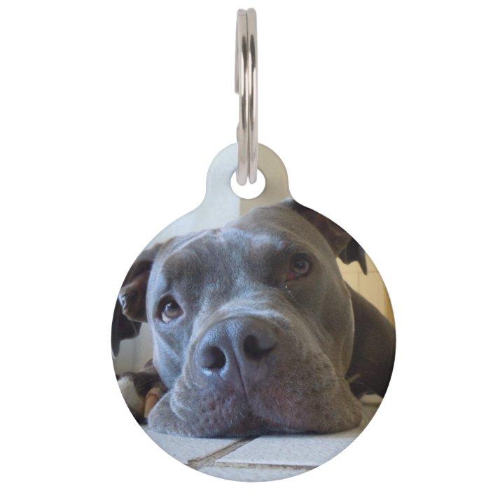 editable brown pitbull dog pet id tag zazzle com
