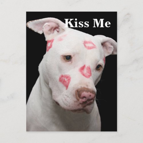 Editable Pitbull Lover Postcard